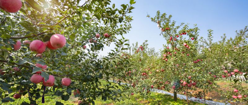 什么是復合肥？