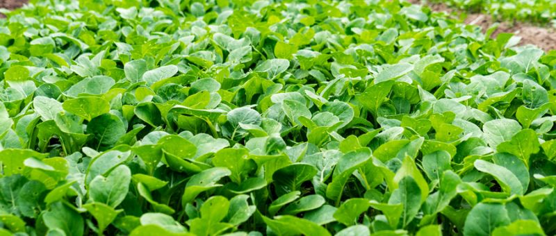 什么是作物專(zhuān)用肥？