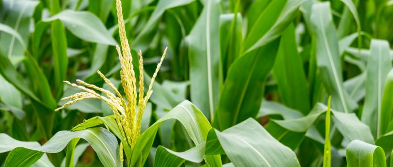 復合肥的生產(chǎn)工藝介紹